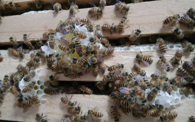 合并蜂群怎樣防回蜂? 合并蜂群