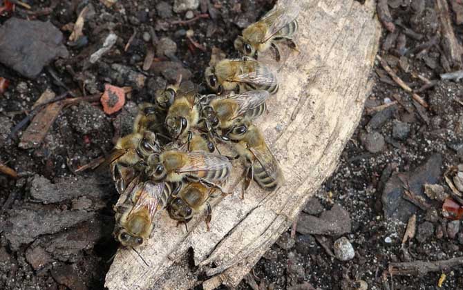 蜜蜂養殖技術及基本知識 蜜蜂養殖