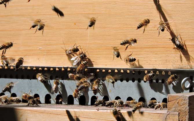 蜜蜂養殖技術及基本知識 蜜蜂養殖