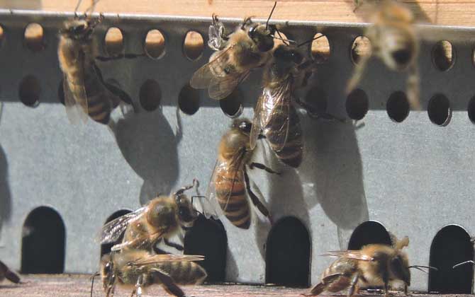 蜜蜂養殖技術及基本知識 蜜蜂養殖