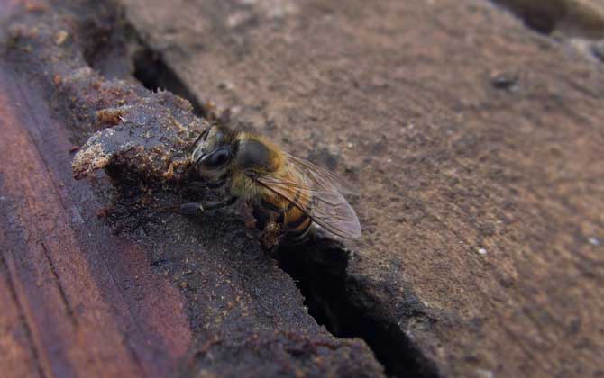 蜜蜂養殖技術及基本知識 蜜蜂養殖