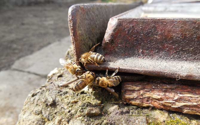 蜜蜂養殖技術及基本知識 蜜蜂養殖