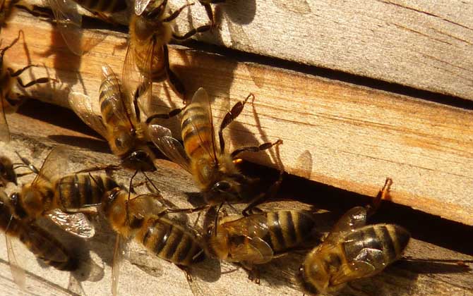 蜜蜂養殖新技術及注意事項 蜜蜂養殖