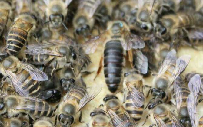 不到半脾蜂能發展起來嗎? 蜂群