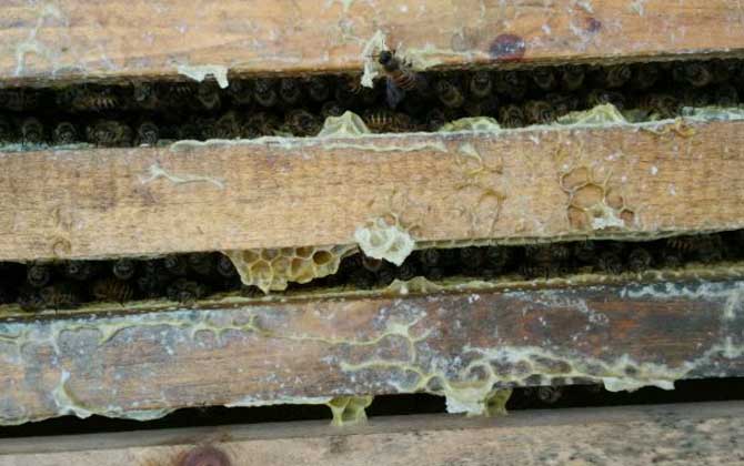 中蜂秋繁地區時間表及注意事項 中蜂秋繁