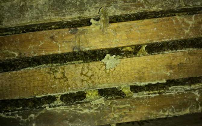 中蜂秋繁地區時間表及注意事項 中蜂秋繁