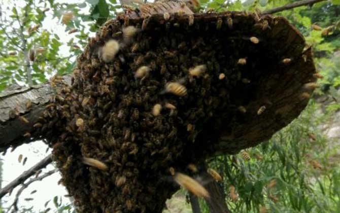 新收蜜蜂要幾天才建巢? 新收蜜蜂