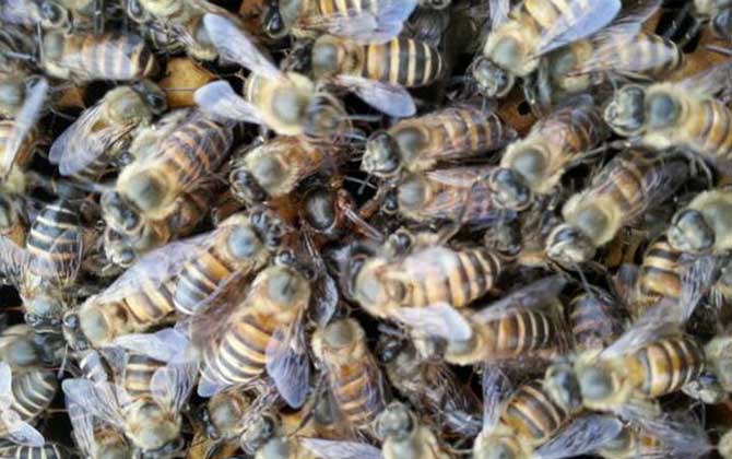 怎樣用空氣清新劑合并蜂群? 合并蜂群