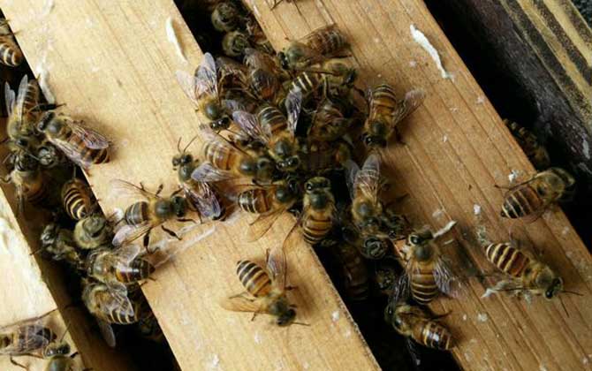 10度以下可以春繁嗎? 春繁