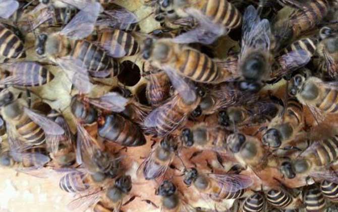 10度以下可以春繁嗎? 春繁