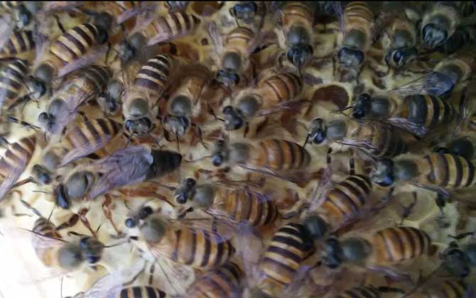 蜜蜂晚上介王容易成功嗎? 介王