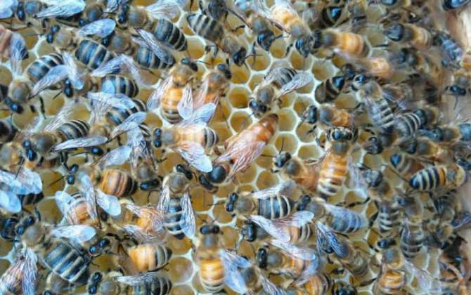 介王最佳時間是什么時候? 介王