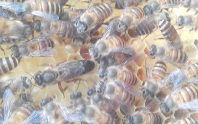 介王最佳時間是什么時候? 介王