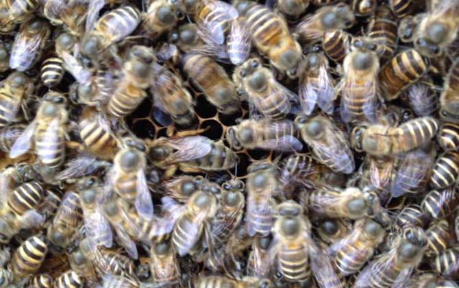 介王多久不圍王算成功? 介王