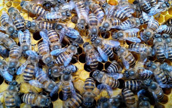 介王多久不圍王算成功? 介王