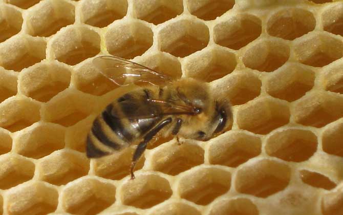 蜂螨怎么治療和預防? 蜂螨