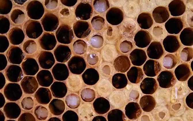 中蜂病癥狀圖片及防治技術(shù) 中蜂囊狀幼蟲病