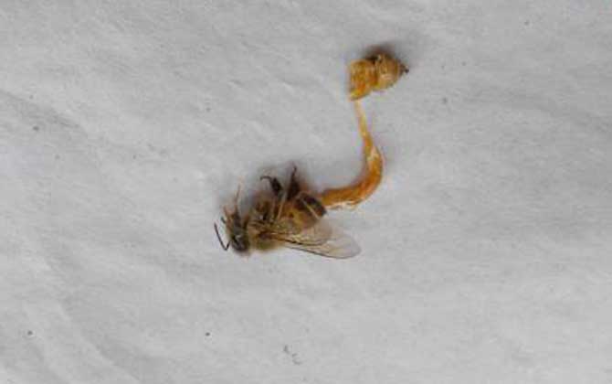 中蜂病癥狀圖片及防治技術(shù) 孢子蟲病