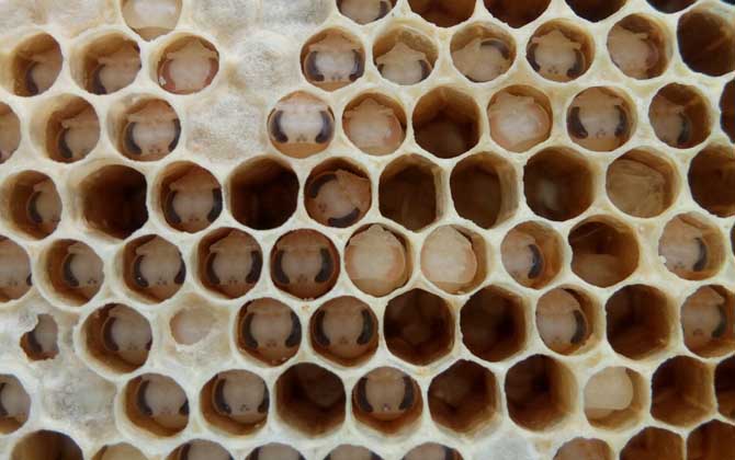 中蜂一般會得什么病? 死蛹病