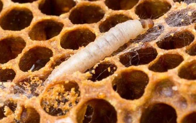 中蜂常見病蟲害防治技術 巢蟲