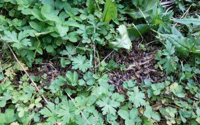 春繁爬蜂病怎么治療? 爬蜂病