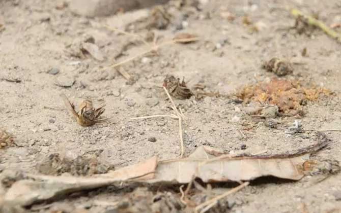 怎樣快速治療爬蜂病? 農藥中毒