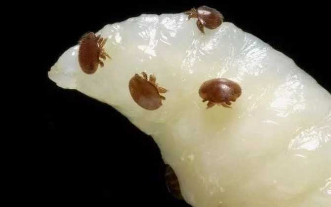 怎樣快速治療爬蜂病? 蜂螨