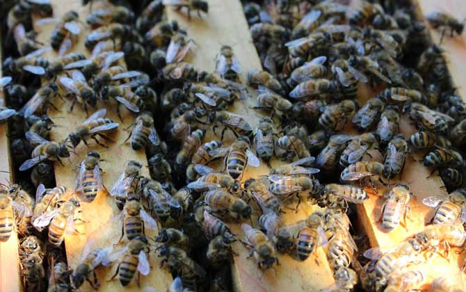 蜜蜂爬蜂病有幾種? 蜜蜂馬氏管變形蟲病