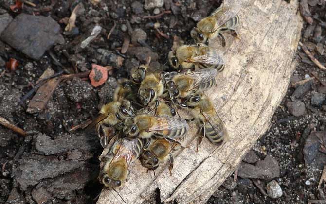 蜜蜂大肚病用什么藥效果最好? 蜜蜂