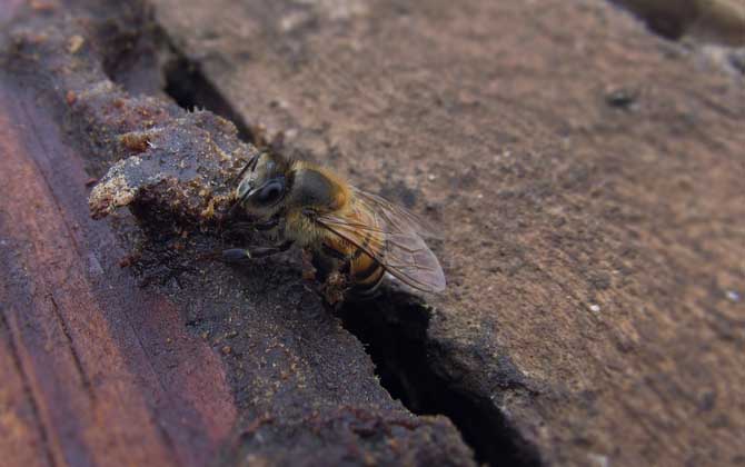 蜜蜂大肚病用什么藥效果最好? 蜜蜂
