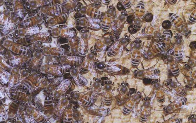 蜜蜂的種類大全及優(yōu)缺點(diǎn) 卡尼鄂拉蜂