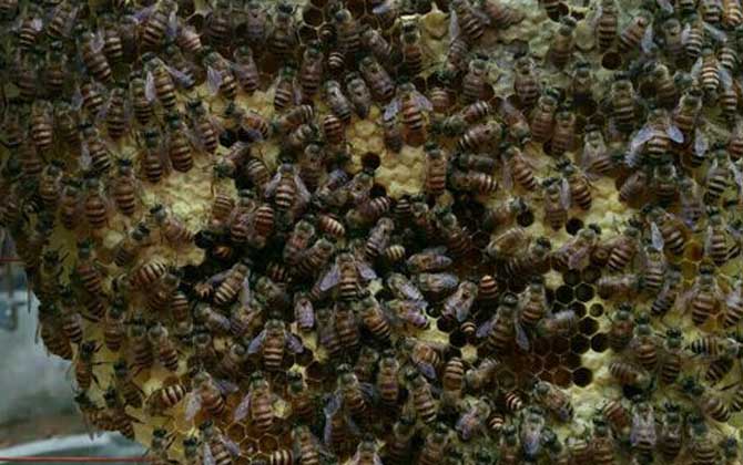 蜜蜂夏季養殖