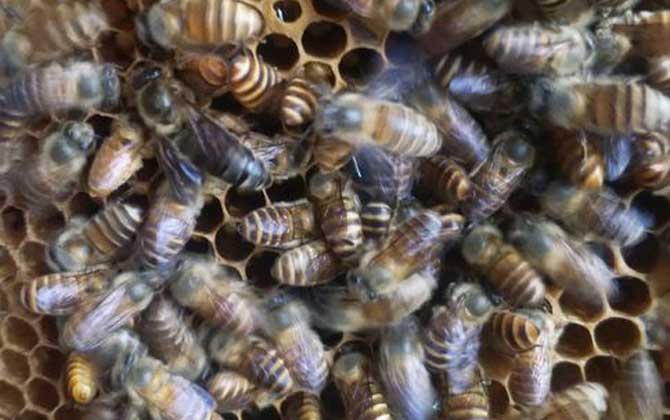 蜜蜂為什么會圍王? 蜜蜂圍王