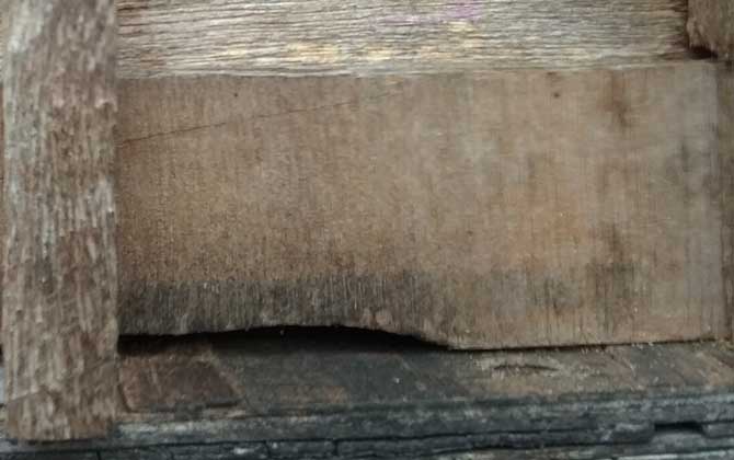 蜜蜂怎么越冬才安全? 蜜蜂越冬