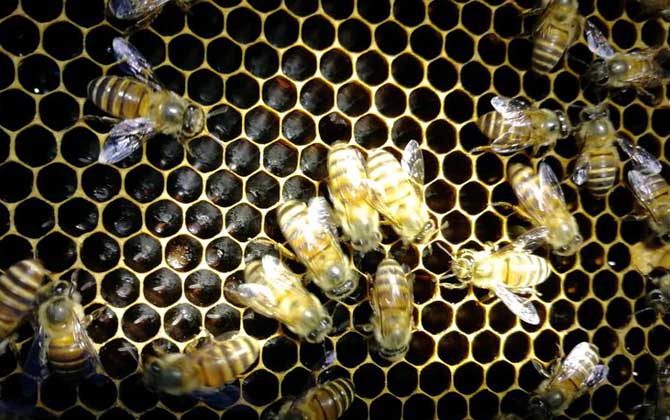 蜜蜂秋繁什么時候開始? 蜜蜂秋繁