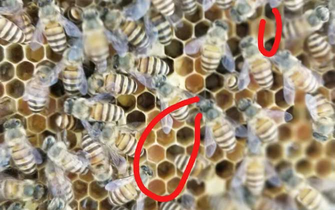 蜜蜂秋繁什么時候開始? 蜜蜂秋繁