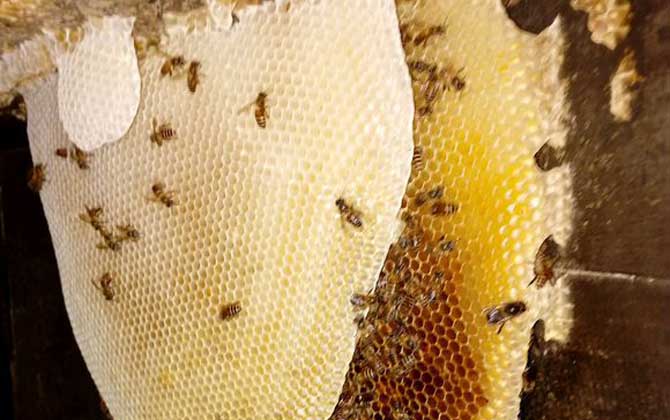 蜜蜂秋繁什么時候開始? 蜜蜂秋繁