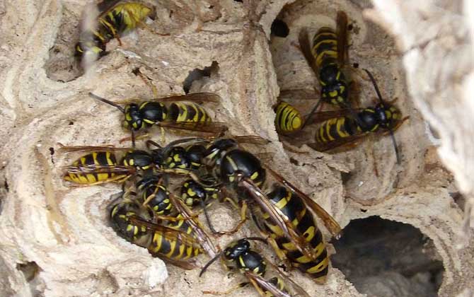 養(yǎng)蜂怎么防止天敵胡蜂? 胡蜂