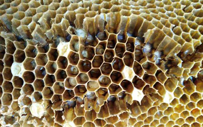 蜜蜂的天敵是什么動物? 蠟螟