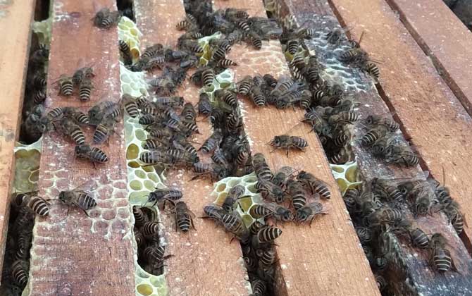 新手養(yǎng)意蜂好還是中蜂好? 中蜂