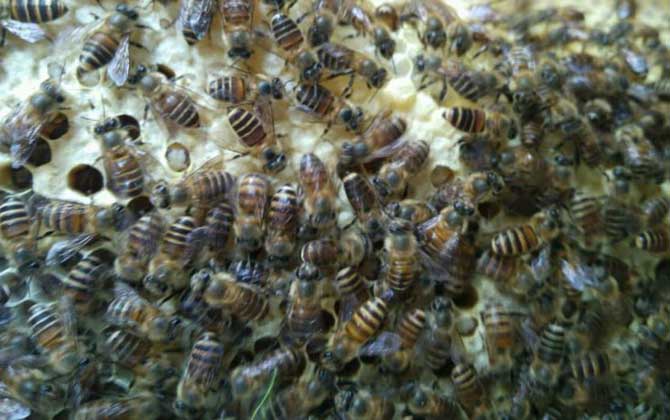 新手養(yǎng)意蜂好還是中蜂好? 中蜂