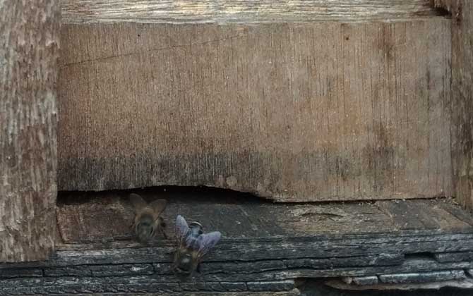 養蜜蜂怎么防止老鼠? 養蜂防止老鼠