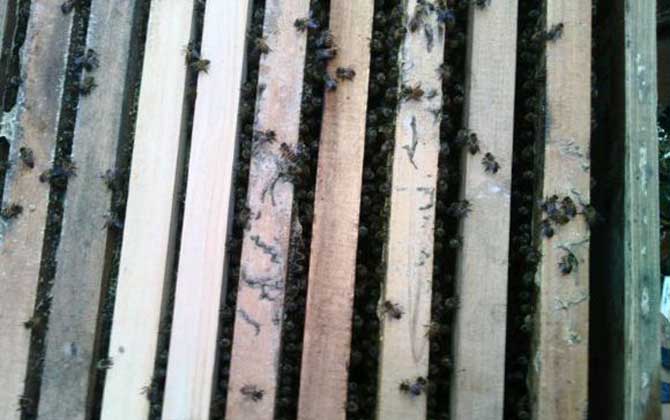 養蜜蜂怎么防止老鼠? 養蜂防止老鼠