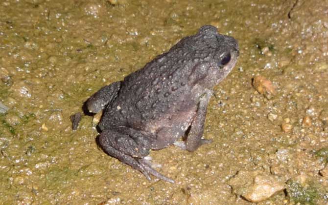 養蜜蜂怎么防止蟾蜍? 蟾蜍