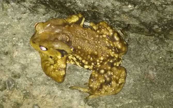 養蜜蜂怎么防止蟾蜍? 蟾蜍