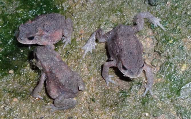 養蜜蜂怎么防止蟾蜍? 蟾蜍