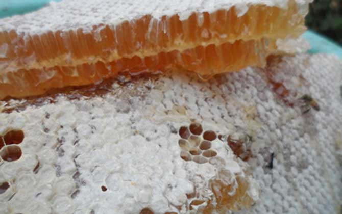 蜂巢蜜的作用與功效及食用方法 蜂巢蜜