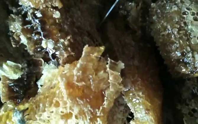 土蜂蜜的作用與功效及食用方法 土蜂蜜