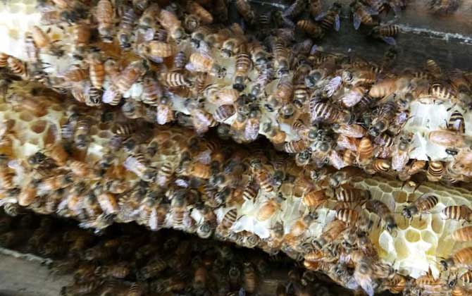 蜜蜂窩是什么做成的? 蜜蜂窩