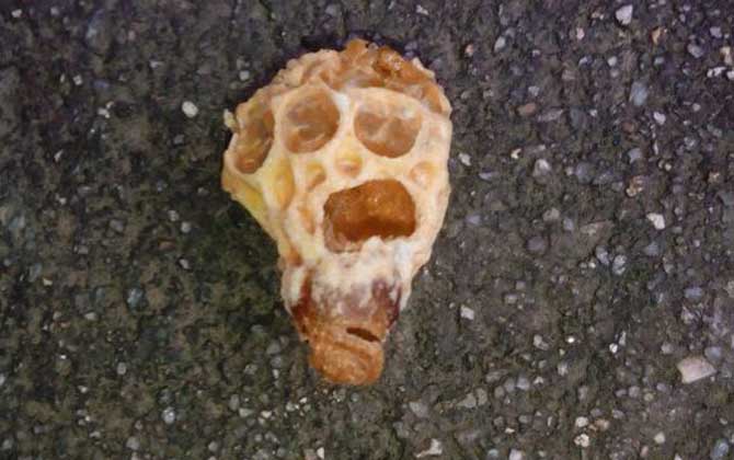 蜂王胎和蜂王漿哪個好? 蜂王胎